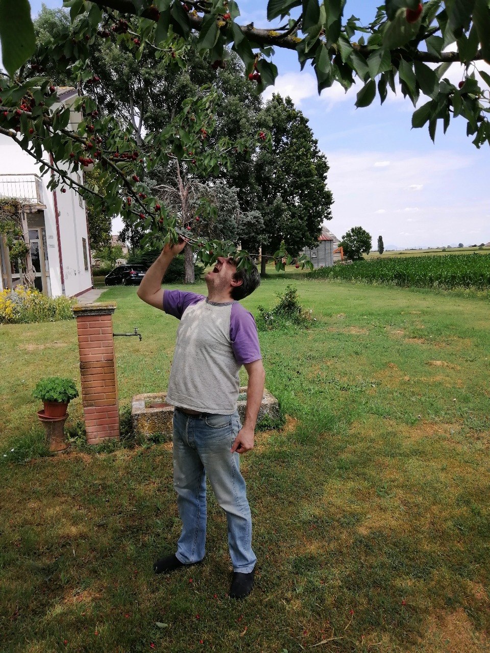 The Poltro in a garden pulling a cherry branch down to his mouth and eating straight from the tree