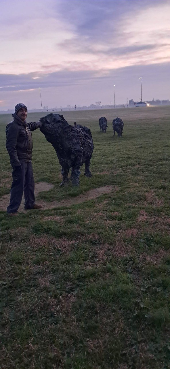 The Poltro in a woolly hat resting a hand on a black bull statue in a foggy field at dawn, two more bulls behind